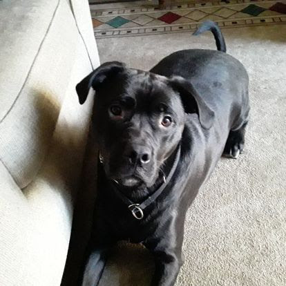 A cute black pitador looking up toward the camera with a very intent look. His are natural, slightly floppy triangles. His name is Roy. 